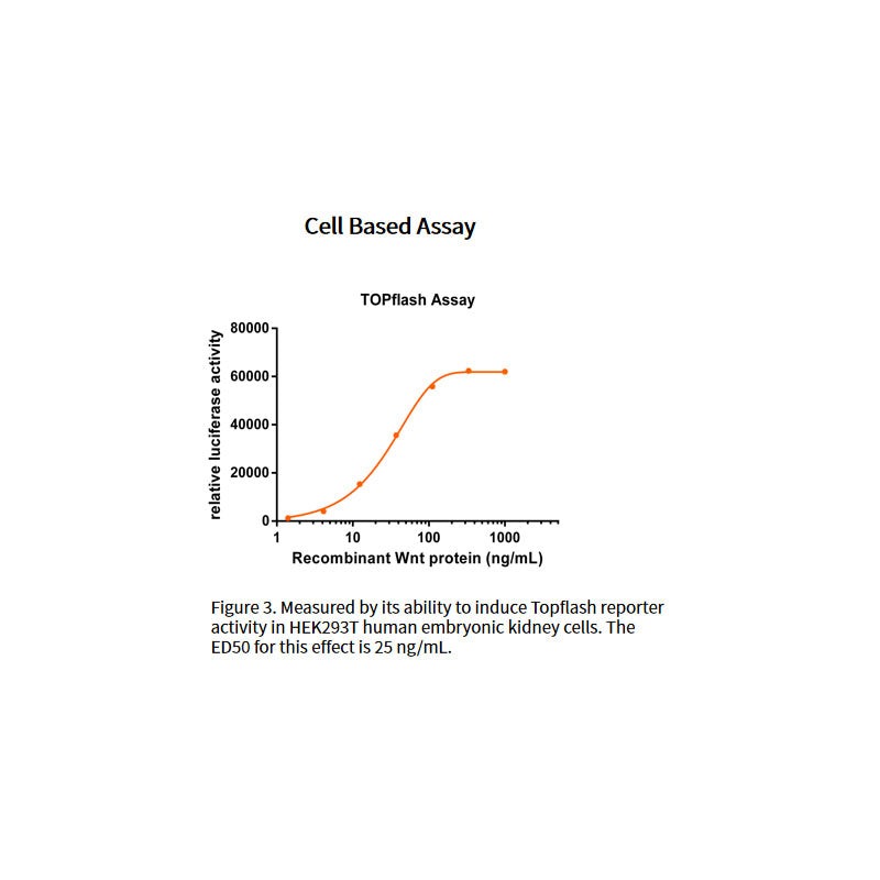 Proteina Wnt-3A umana ricombinante _ 92276es