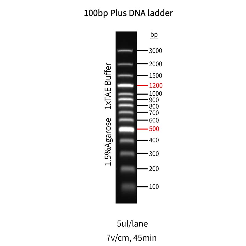 GoldBand™ 100 bp plus DNA Ladder _ 10516ES