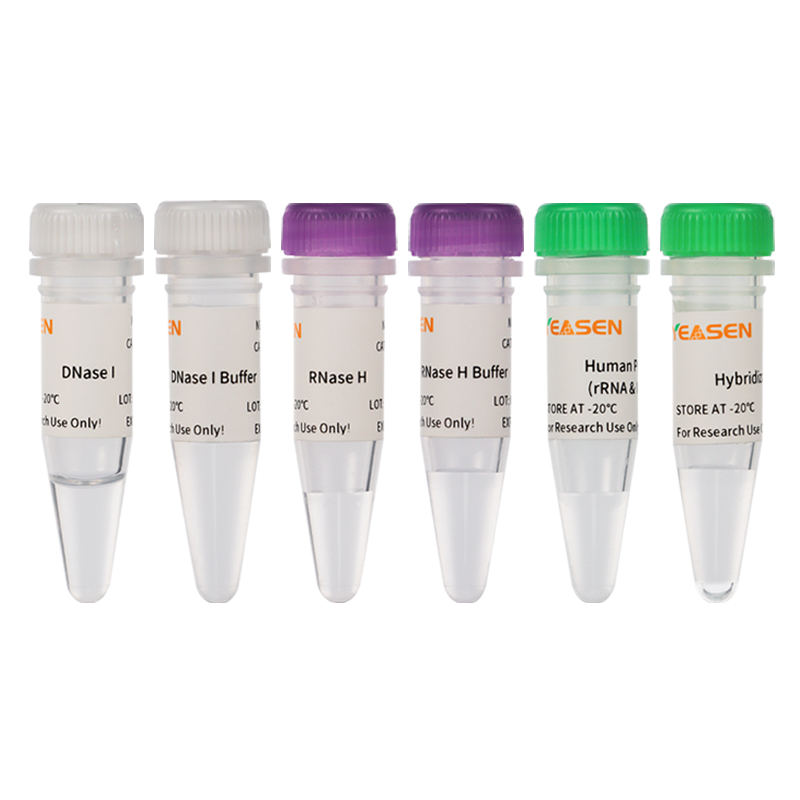 Hieff NGS ™ Maxup Human RRNA Delletion Kit (Human/Mouse/Rat) -12257es