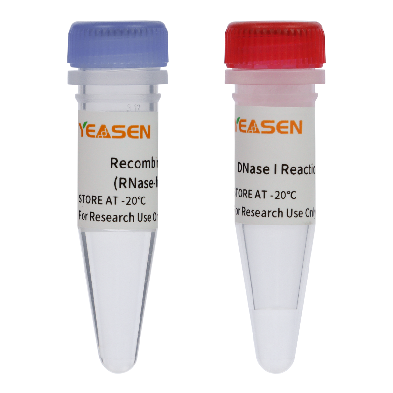 Rekombinant deoxyribonukleas I (DNase I, RNase -fri) (2 U/μL) -10325E