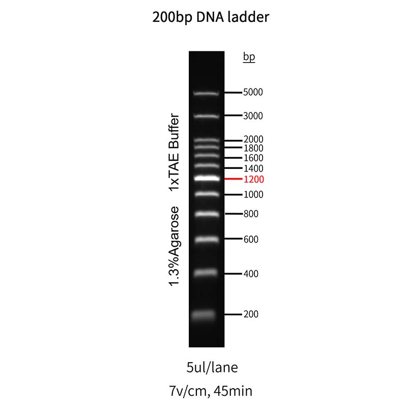 Goldband ™ 200 bp DNA -stige _ 10517es