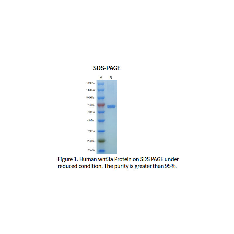 Rekombinant humant Wnt-3A-protein _ 92276es