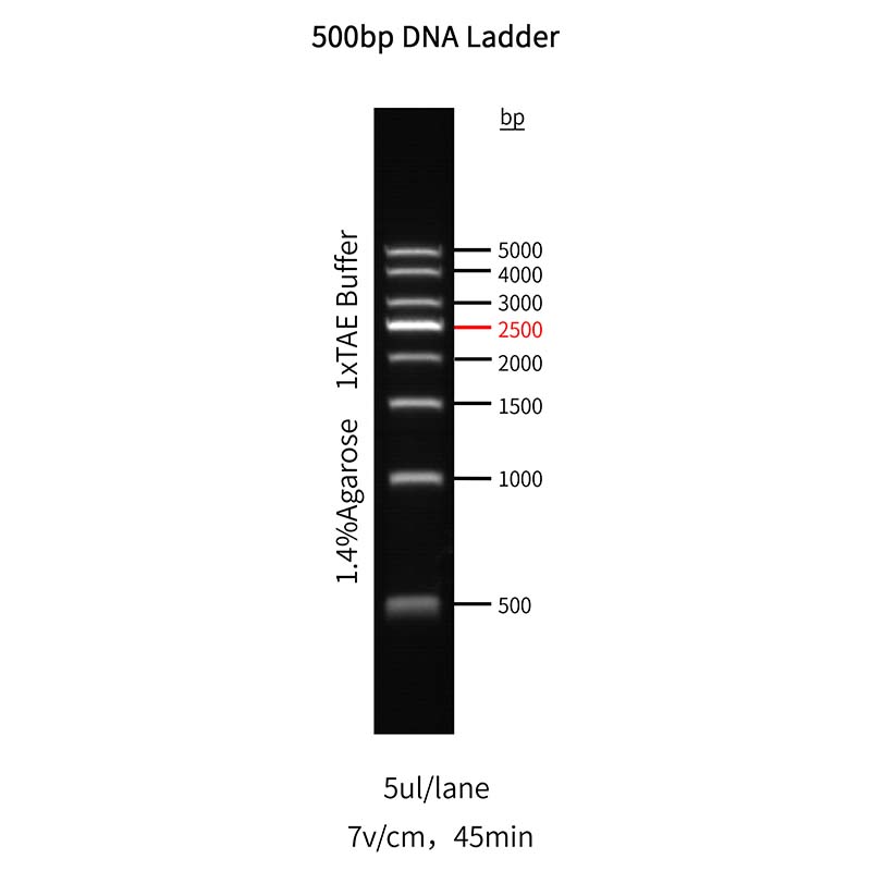 GoldBand ™ 500 bp Ladder DNA _ 10518es