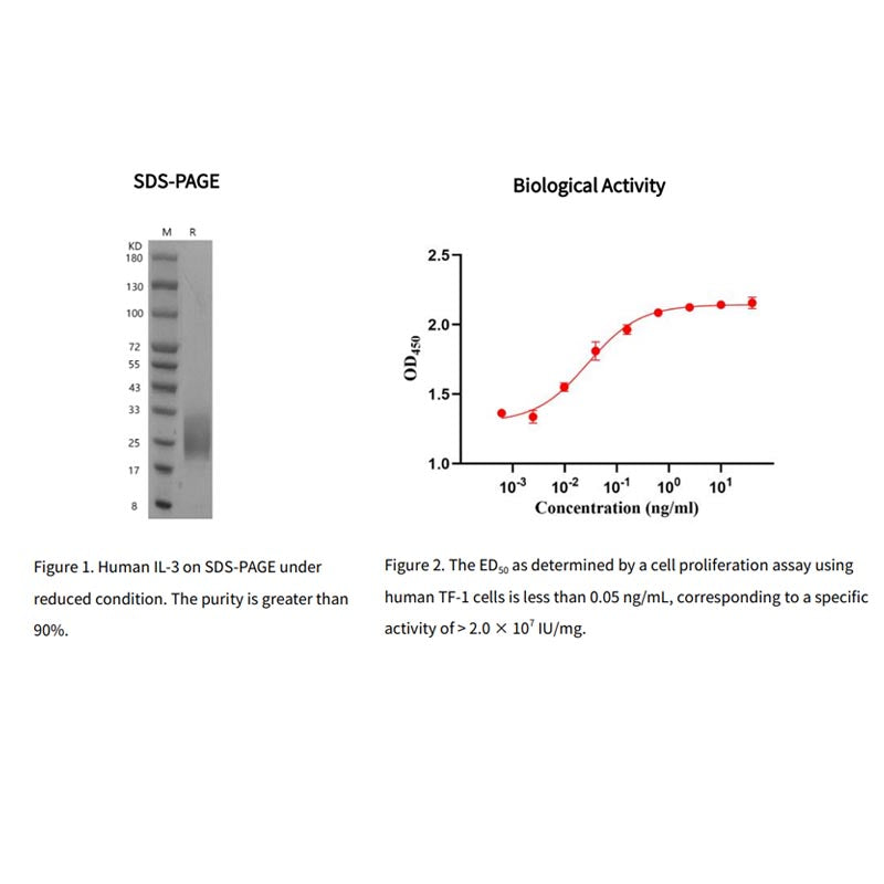 Rekombinant humant IL-3-protein, flag tag _ 90104ES