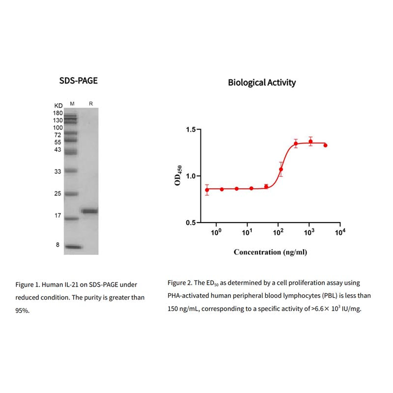 Rekombinant humant IL-21-protein, flag tag _90120es