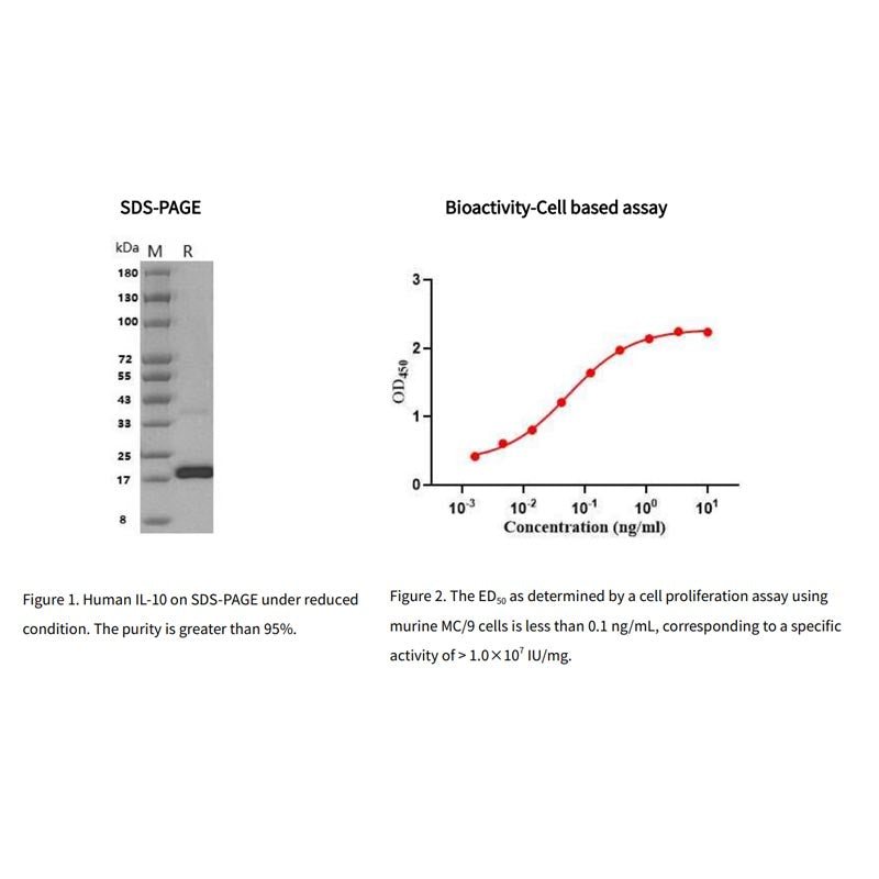 Rekombinant humant IL-10 protein, hans tag _ 90194ES