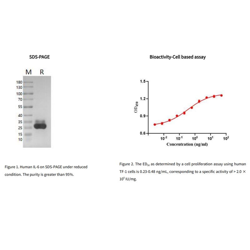 Rekombinant humant IL-6-protein, hans TAG-90196ES