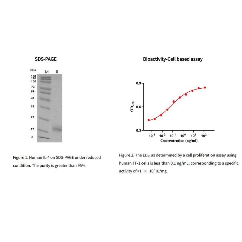 Recombinant Human IL-4 Protein, His _90197ES