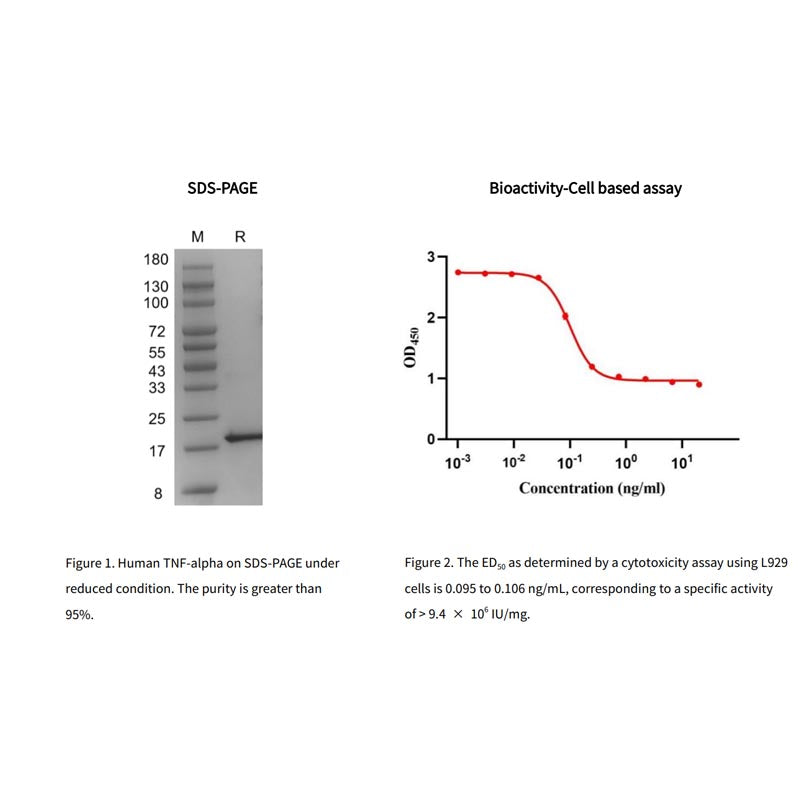 Rekombinant humant TNF-alfa-protein, hans tag _ 90601es