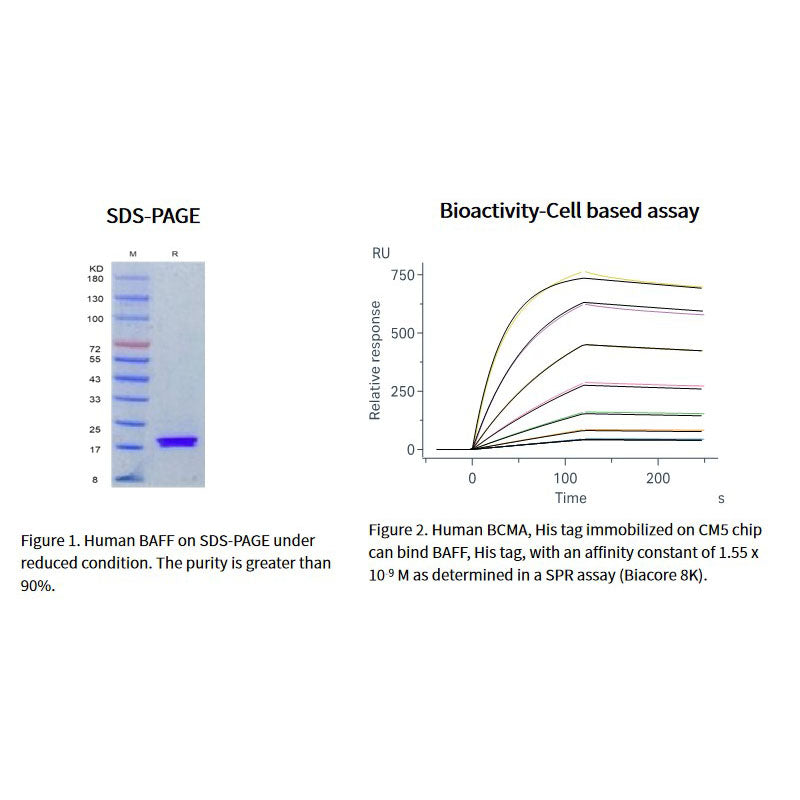 Rekombinant humant Baff -protein, hans tag _ 90604ES