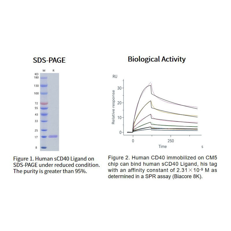 Rekombinant human SCD40 ligandprotein, hans tag _90606ES