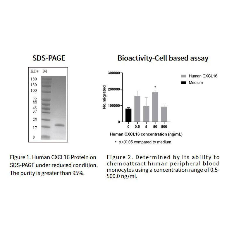 Recombinant Human CXCL16 Protein _91012ES