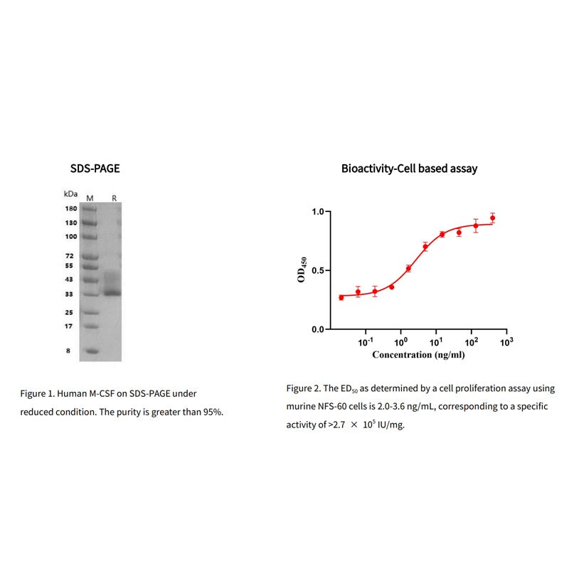 Rekombinant humant M-CSF-protein _91103es