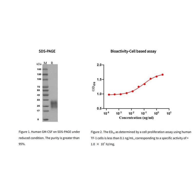 Recombinant Human GM-CSF Protein, Hi s tag _91113ES