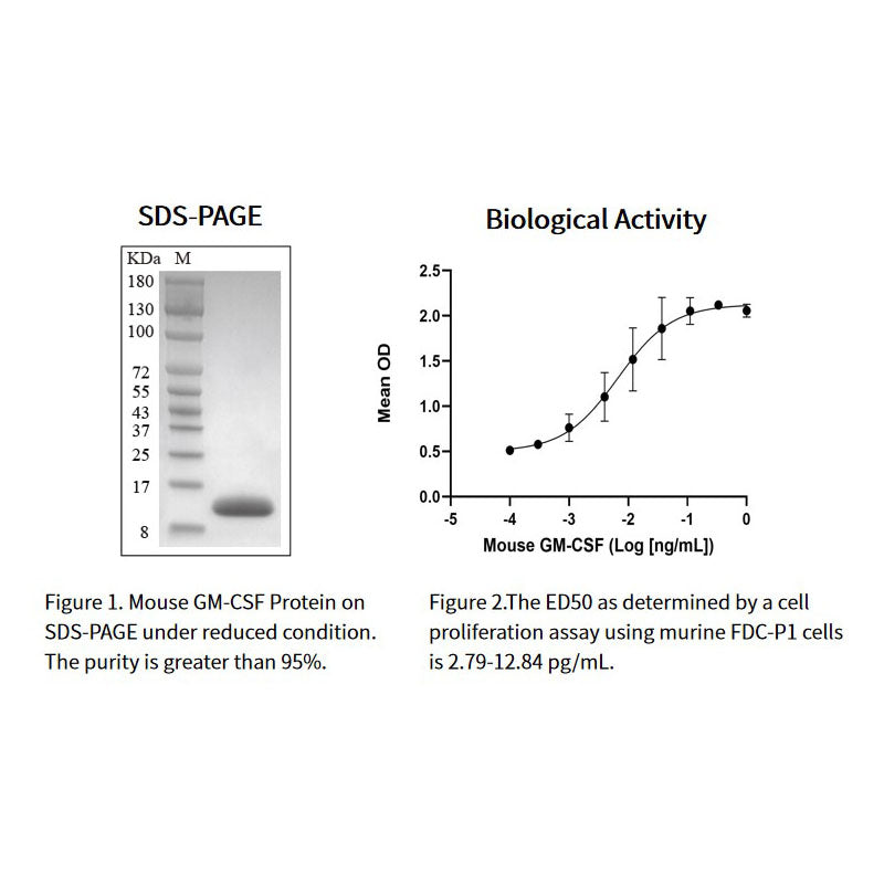 Rekombinant mus GM-CSF-protein £ ¬his-tag _91115es