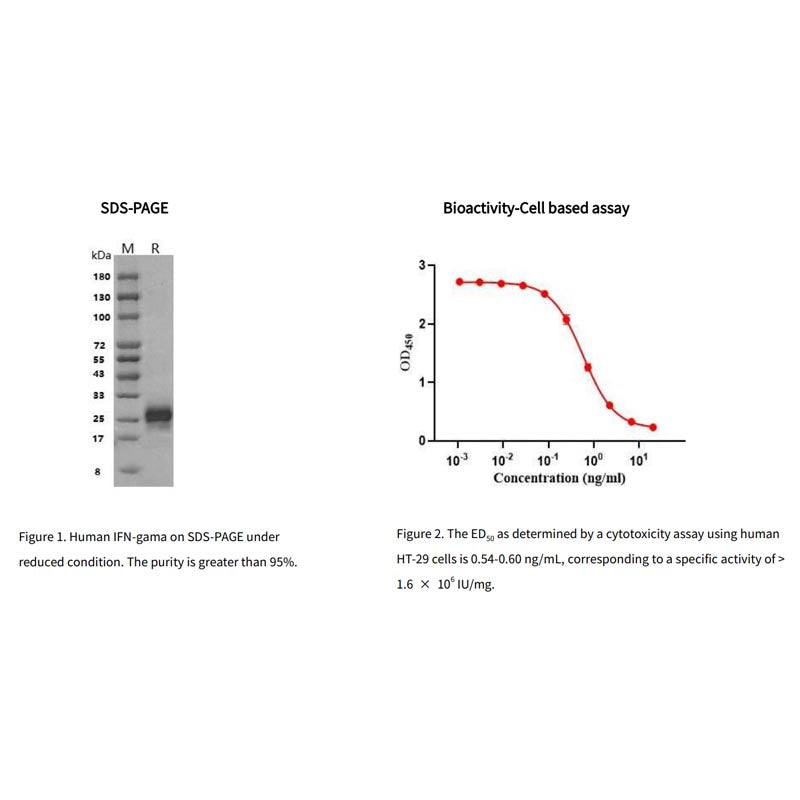 Rekombinant humant IFN-gamma-protein, hans tag _ 91204ES