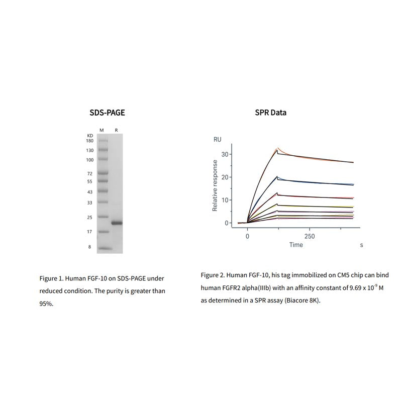 Proteina FGF-10 umana ricombinante, il suo tag _91306es