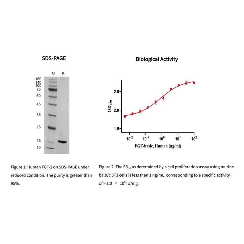 Recombinant Human bFGF/FGF-2 Protein _ 91330ES