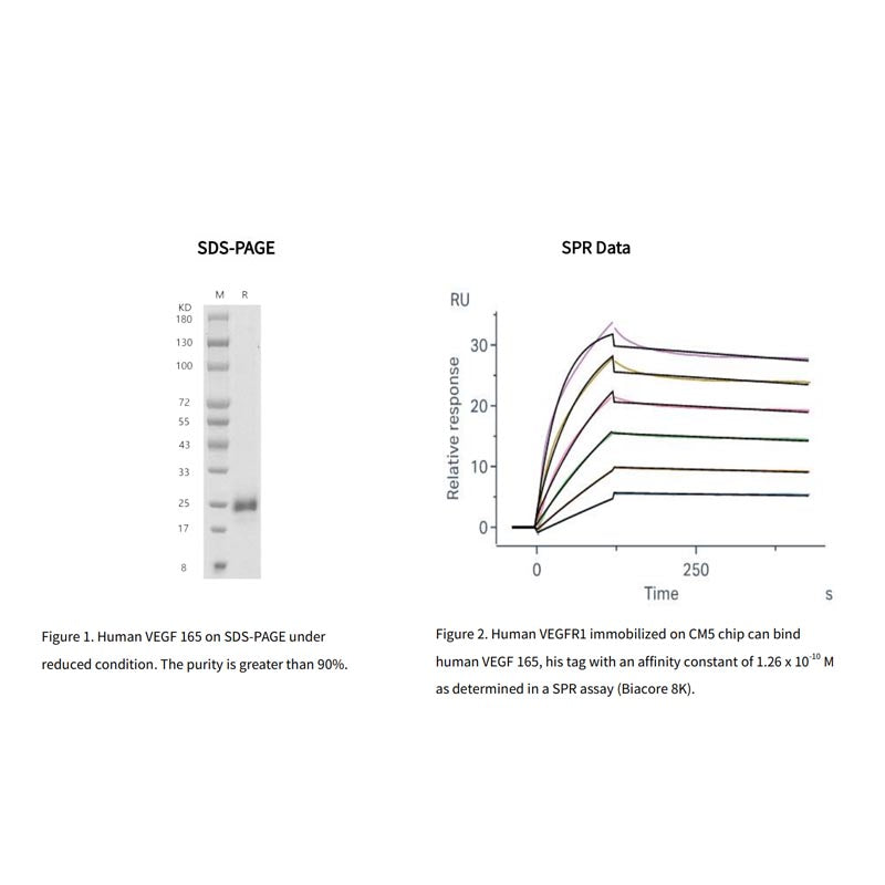 Rekombinant human VEGF 165 Protein, hans tag _ 91502ES