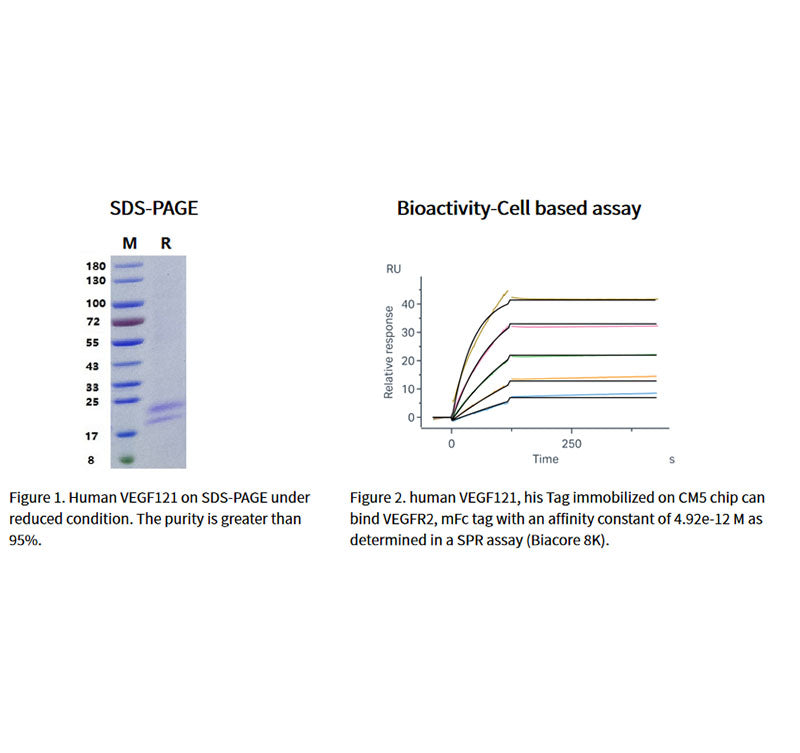 Recombinant Human VEGF121 Protein,His Tag _ 91503ES