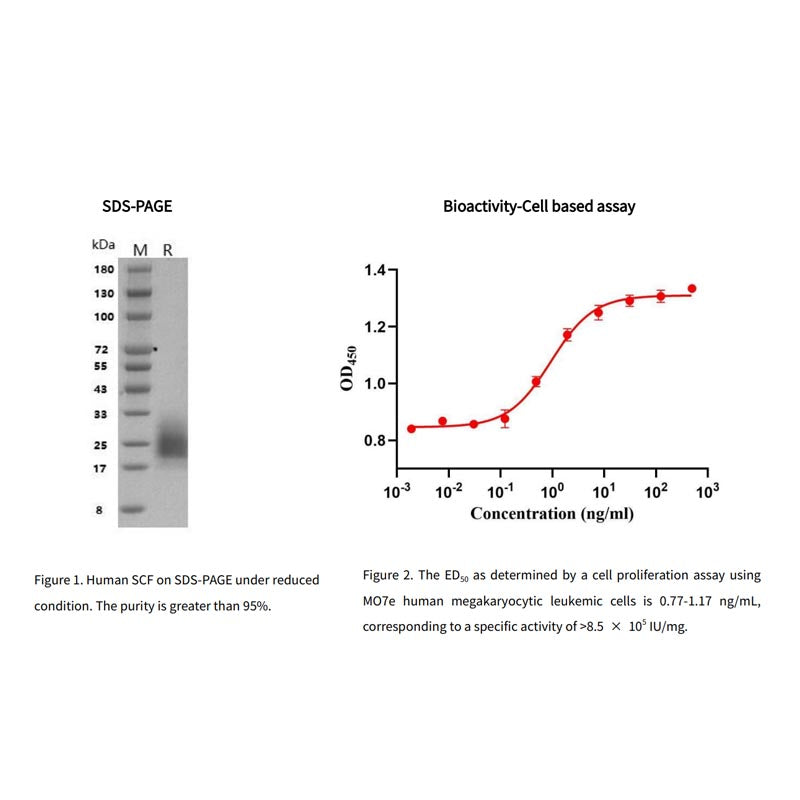 โปรตีน SCF ของมนุษย์ recombinant แท็ก _92251ES ของเขา