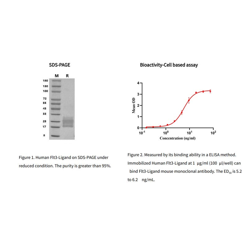 recombinant Human FLT3-Ligand Protein/FLT3L, แท็กของเขา _92279ES