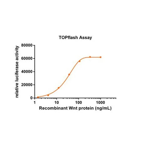 Proteina umana Wnt-3A _ 92294es