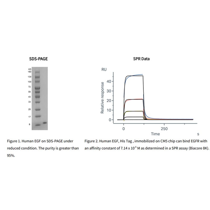 Rekombinant humant EGF -protein, hans tagg _92701es