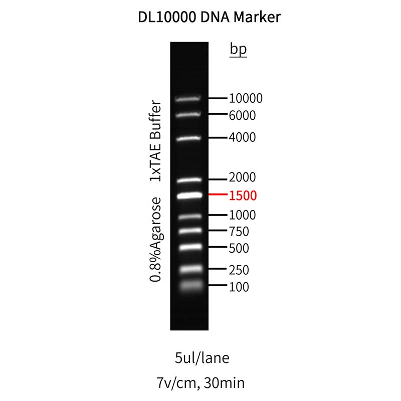 Goldband ™ DL10.000 DNA -markør _ 10505ES