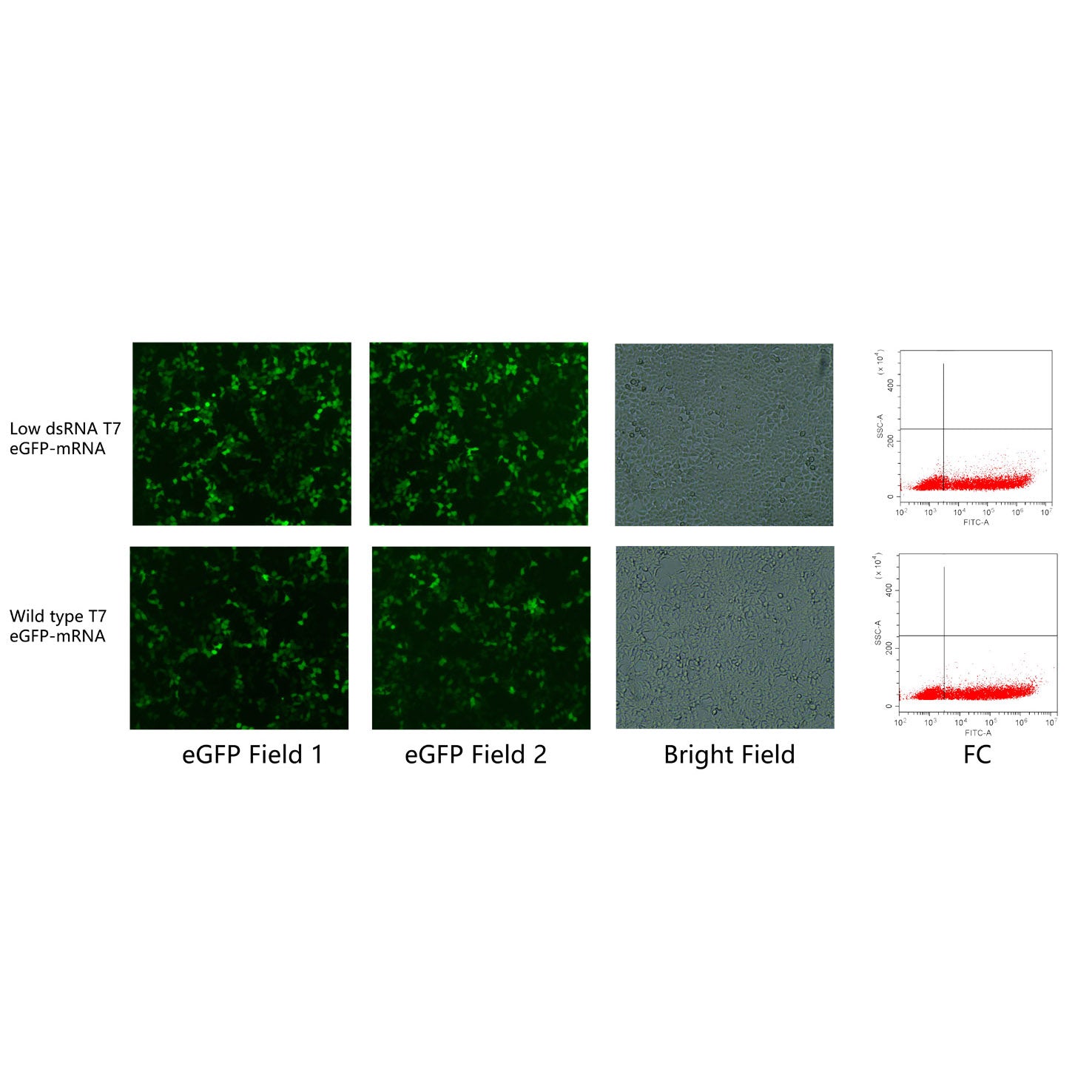 Cleascrip ™ T7 RNA polimerasi (grado GMP, dsRNA basso, 250 U/μL) _ 10629es