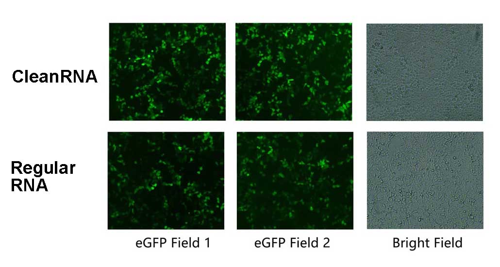 CleanRNA ™ EGFP-mRNA (LAV DSRNA) _ N120012