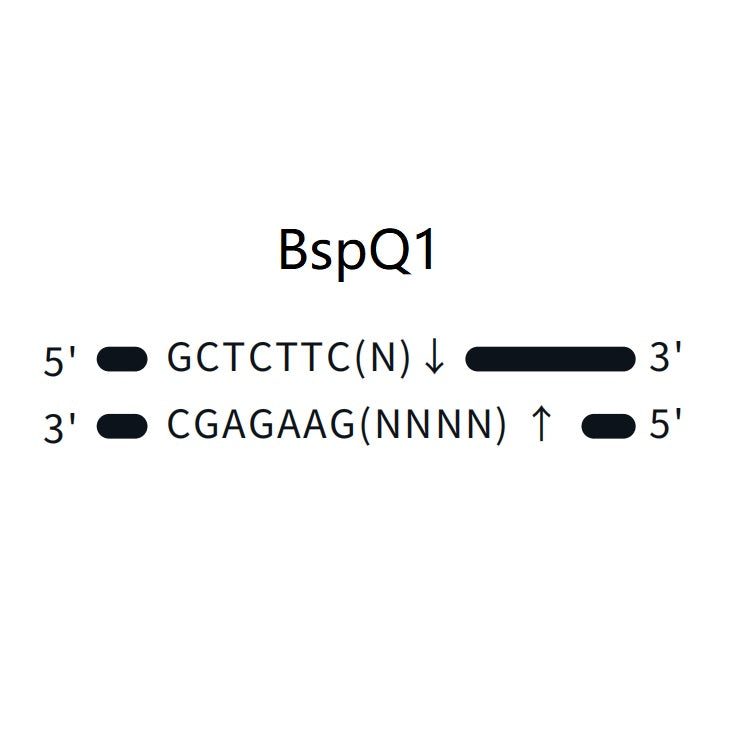 Funicut ™ BSPQI GMP -klasse (10 U/μL) -10664ES