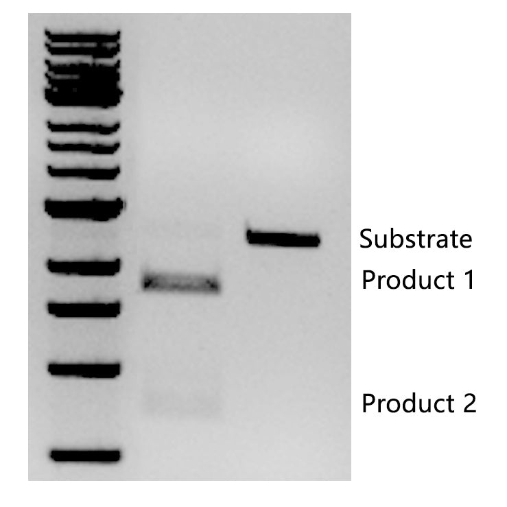 Cas9 Nuclease (10mg/mL)-14701ES