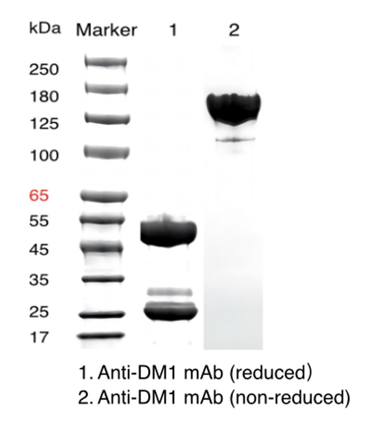 Anti-DM1 Mouse MAb _ 31901es