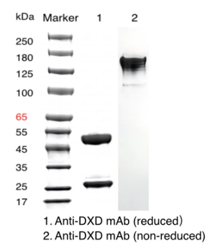 Anti-DXD Mouse mAb _ 31902ES