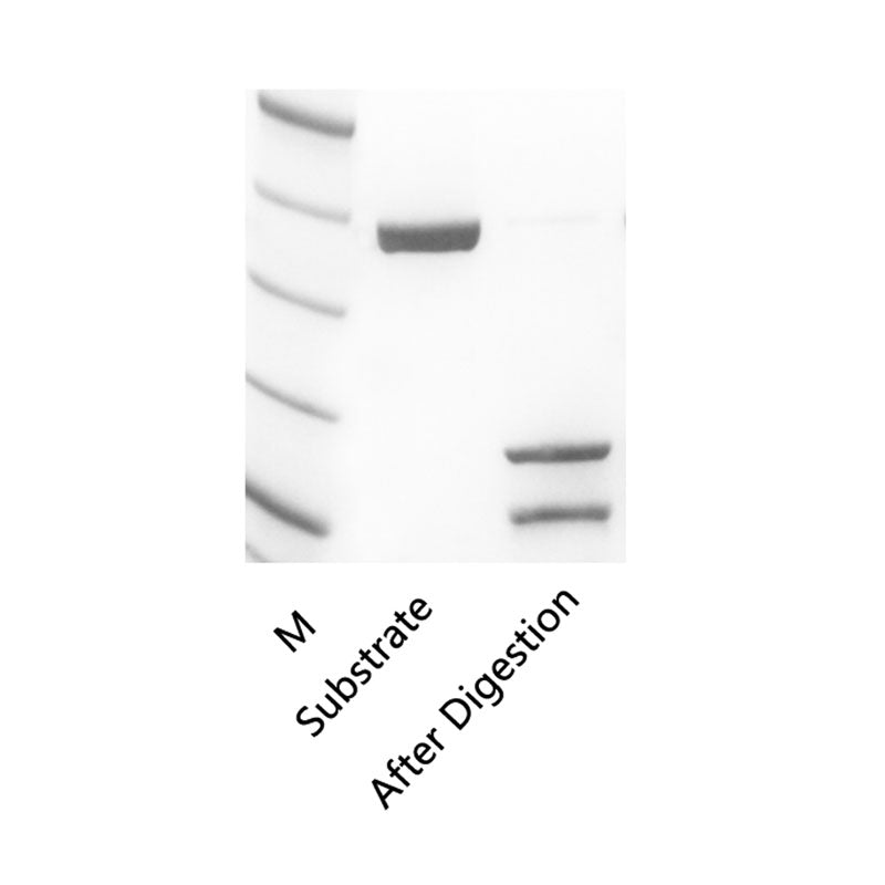 Spaltningskontrolprotein （Enterokinase） _ 20391ES