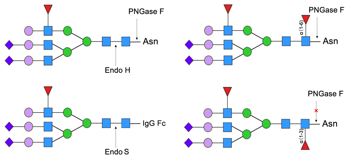 Pngase F veloce, senza glicerolo _ 20406es