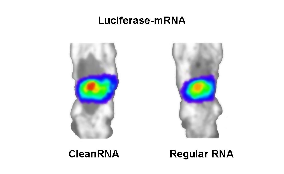 CleanRNA ™ Firefly Luciferas-mRNA (låg dsRNA) _ N120011