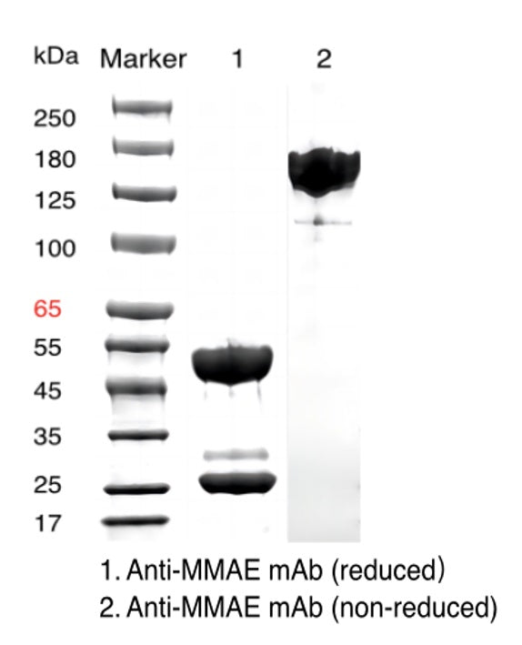 Anti-Mmae Mouse MAB _ 31903ES