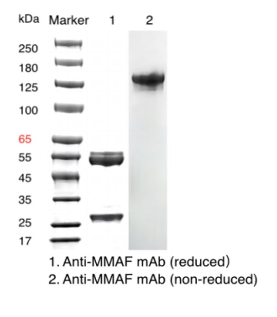 MAB mouse anti-MMAF _ 31904ES