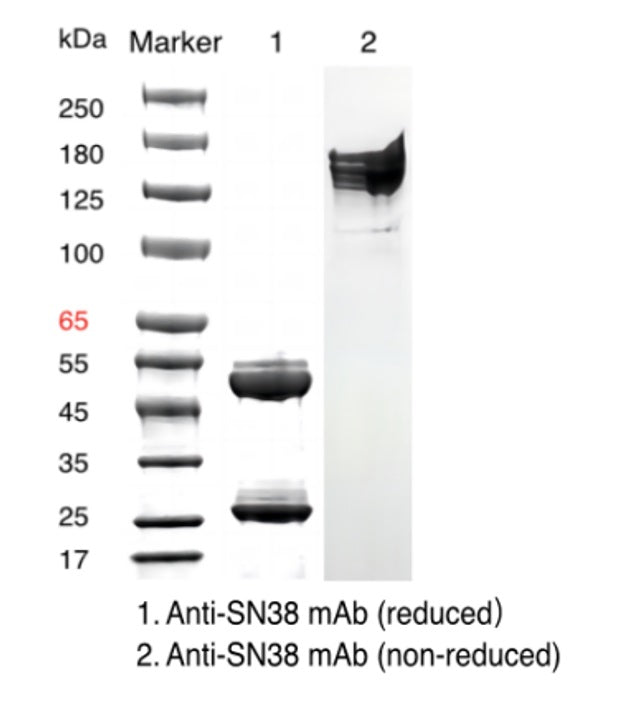 Anti-SN38 Mouse MAB _ 31905es